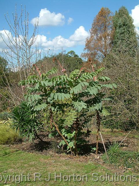 Melianthus major
